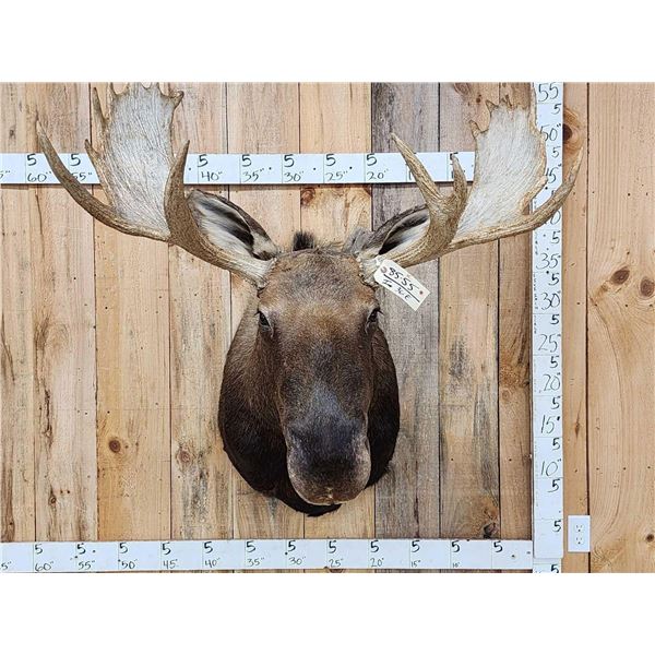 Newfoundland Moose Shoulder Mount Taxidermy