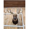 Image 3 : Newfoundland Moose Shoulder Mount Taxidermy
