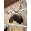 Image 4 : Newfoundland Moose Shoulder Mount Taxidermy