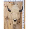 Image 1 : White American Bison Buffalo Shoulder Mount Taxidermy