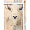 Image 2 : White American Bison Buffalo Shoulder Mount Taxidermy
