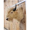 Image 3 : White American Bison Buffalo Shoulder Mount Taxidermy