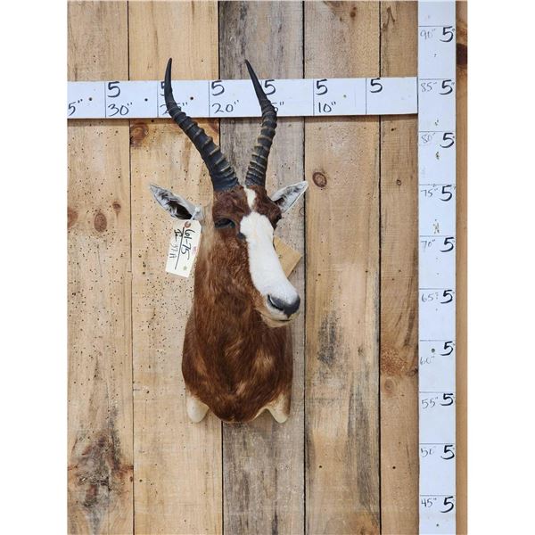 African Blesbok Shoulder Mount Taxidermy