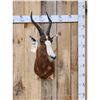 Image 1 : African Blesbok Shoulder Mount Taxidermy