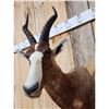 Image 3 : African Blesbok Shoulder Mount Taxidermy