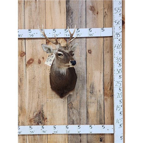 Sika Deer Shoulder Mount Taxidermy