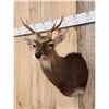 Image 3 : Sika Deer Shoulder Mount Taxidermy