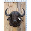 Image 1 : African Cape Buffalo Shoulder Mount Taxidermy