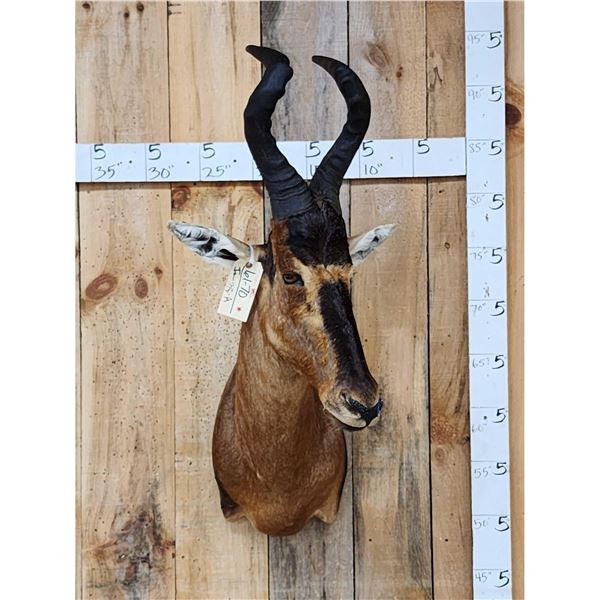 African Hartebeest Shoulder Mount Taxidermy