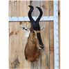 Image 1 : African Hartebeest Shoulder Mount Taxidermy