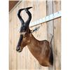 Image 2 : African Hartebeest Shoulder Mount Taxidermy