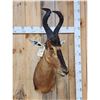Image 3 : African Hartebeest Shoulder Mount Taxidermy