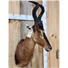 Image 4 : African Hartebeest Shoulder Mount Taxidermy