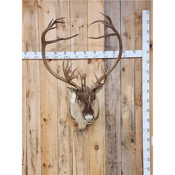 Caribou Shoulder Mount Taxidermy