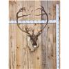 Image 1 : Caribou Shoulder Mount Taxidermy