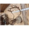 Image 4 : Caribou Shoulder Mount Taxidermy