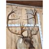 Image 5 : Caribou Shoulder Mount Taxidermy