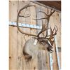 Image 6 : Caribou Shoulder Mount Taxidermy