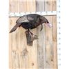 Image 1 : Turkey On A Tree Branch Full Body Bird Taxidermy