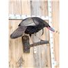 Image 5 : Turkey On A Tree Branch Full Body Bird Taxidermy