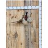 Image 1 : Ringneck Pheasant In Flight Bird Taxidermy