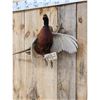 Image 2 : Ringneck Pheasant In Flight Bird Taxidermy