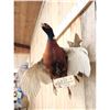 Image 5 : Ringneck Pheasant In Flight Bird Taxidermy