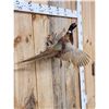 Image 6 : Ringneck Pheasant In Flight Bird Taxidermy