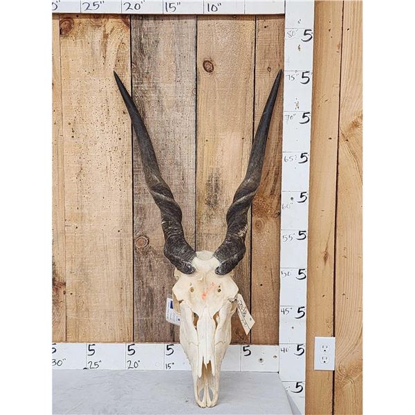 African Eland Skull Taxidermy
