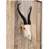 Image 3 : African Springbok Skull Taxidermy
