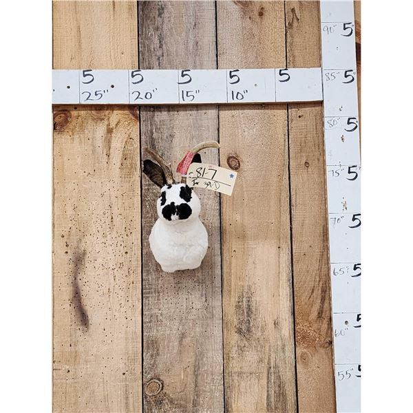 Jackalope Shoulder Mount Taxidermy