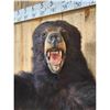 Image 3 : Black Bear Half Body Taxidermy Mount