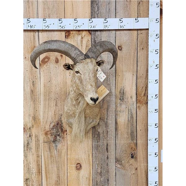 Aoudad Or Barbary Sheep Shoulder Mount Taxidermy