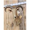 Image 2 : Aoudad Or Barbary Sheep Shoulder Mount Taxidermy