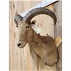 Image 3 : Aoudad Or Barbary Sheep Shoulder Mount Taxidermy