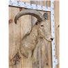 Image 4 : Aoudad Or Barbary Sheep Shoulder Mount Taxidermy