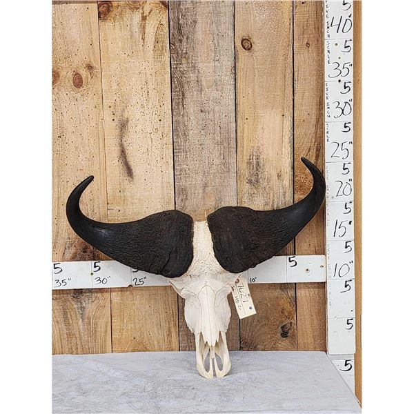 African Cape Buffalo Skull Taxidermy