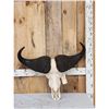 Image 1 : African Cape Buffalo Skull Taxidermy