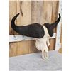 Image 2 : African Cape Buffalo Skull Taxidermy