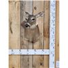 Image 1 : Whitetail Doe Shoulder Mount Taxidermy