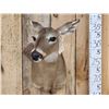 Image 2 : Whitetail Doe Shoulder Mount Taxidermy