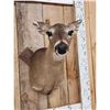 Image 3 : Whitetail Doe Shoulder Mount Taxidermy