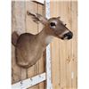 Image 4 : Whitetail Doe Shoulder Mount Taxidermy