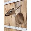 Image 5 : Whitetail Doe Shoulder Mount Taxidermy