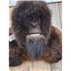 Image 8 : Bigfoot Reproduction Shoulder Mount Taxidermy