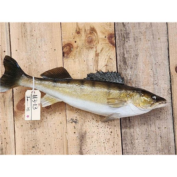 27" Walleye Real Skin Fish Taxidermy