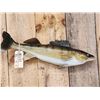 Image 1 : 27" Walleye Real Skin Fish Taxidermy