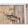 Image 1 : 26" Walleye Real Skin Fish Taxidermy
