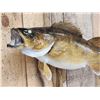 Image 2 : 26" Walleye Real Skin Fish Taxidermy