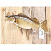 Image 3 : 26" Walleye Real Skin Fish Taxidermy